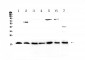 Anti-IL23 Picoband Antibody